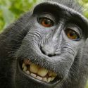 Does monkey own rights to this selfie?